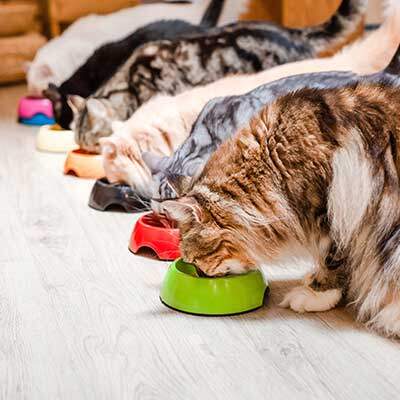Ernährung von Katzen
